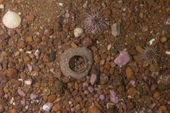 Notocochlis isabelleana