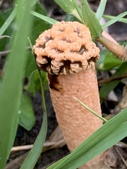 Lysurus periphragmoides