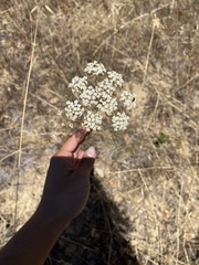 Perideridia gairdneri