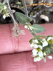 Draba magellanica