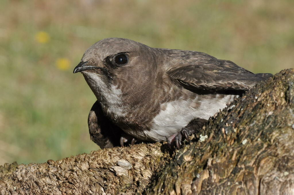 Mottled and Alpine Swifts