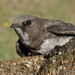 Mottled and Alpine Swifts - Photo (c) Pascal Dubois, some rights reserved (CC BY-NC), uploaded by Pascal Dubois