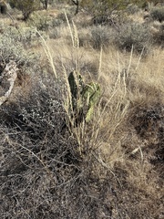 Enneapogon cenchroides