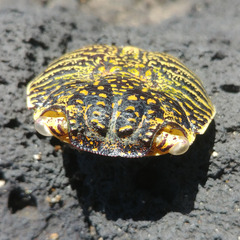 Grapsus