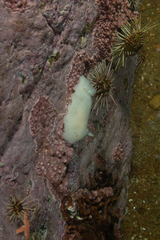 Diaulula punctuolata