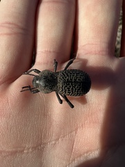 Cryptoglossa variolosa