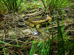 Trachycephalus imitatrix