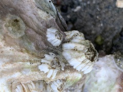 Balanus crenatus