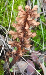 Orobanche amethystea