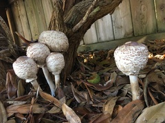Chlorophyllum rhacodes