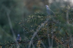 Streptopelia vinacea