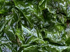 Ulva lactuca