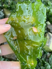 Ulva lactuca