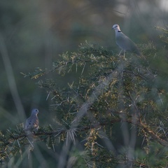 Streptopelia vinacea