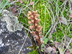 Orobanche amethystea