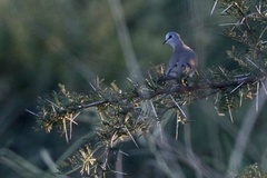 Turtur abyssinicus