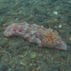 Hexabranchus