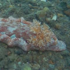 Hexabranchus