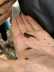 Hyla femoralis