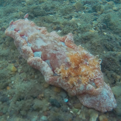 Hexabranchus
