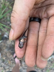 Hyla femoralis