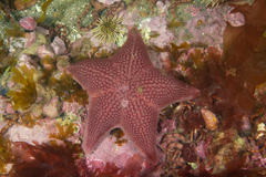 Diplodontias singularis