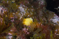 Gargamella immaculata