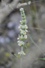 Sideritis taurica