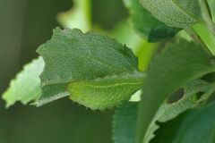 Satyrium spini