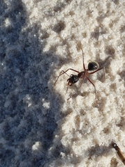 Camponotus intrepidus