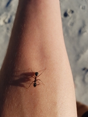 Camponotus intrepidus