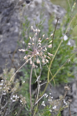 Allium flavum tauricum