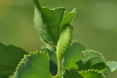 Satyrium spini