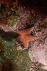 Diplodontias singularis