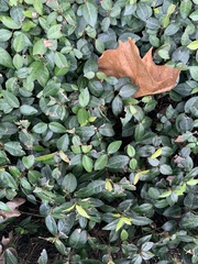 Trachelospermum