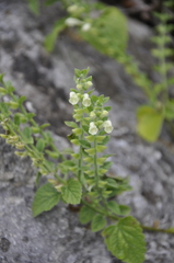 Scutellaria albida
