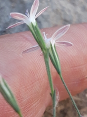 Dianthus illyricus image