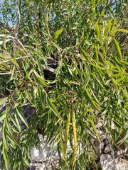 Tecoma stans angustata