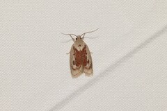 Euchaetis rhizobola