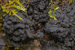 Lathagrium fuscovirens