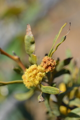 Acacia saligna