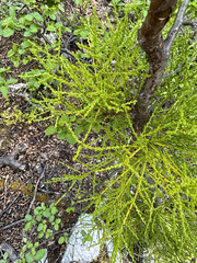 Misodendrum punctulatum