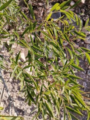 Tecoma stans angustata