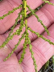 Misodendrum punctulatum