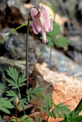 Dicentra pauciflora