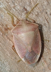 Acrosternum millierei