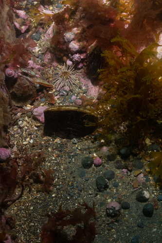 Half-naked Pen Shell