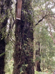 Saxegothaea conspicua