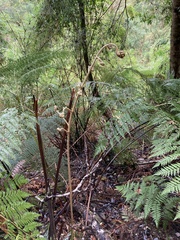 Lophosoria quadripinnata