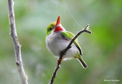 Todus multicolor